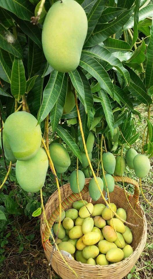 Keshar Mango image 1